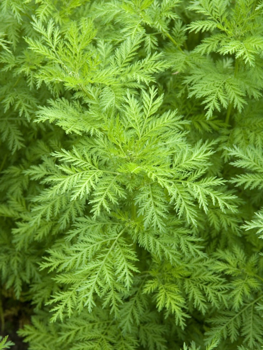 100 Organic Sweet Annie Artemisia annua Seeds – New Hill Farms