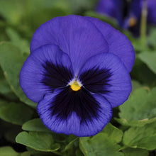 Load image into Gallery viewer, 50 Ullswater Blue Swiss Giants Pansy Flower Seeds