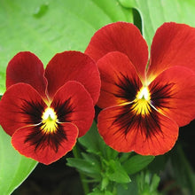Load image into Gallery viewer, 50 Flame Red Swiss Giants Pansy Flower Seeds