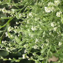 Load image into Gallery viewer, 100 Tall Persian Cress Flower Seeds
