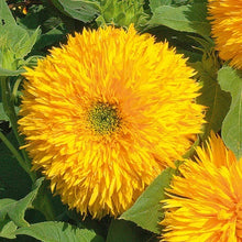 Load image into Gallery viewer, 30 Tall Teddy Bear Yellow Sunflower Seeds