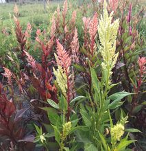 Load image into Gallery viewer, 50 Texas Plume Summer Shimmer Celosia Flower Seeds