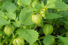 Load image into Gallery viewer, 20 Organic Green Tomatillo Vegetable Seeds