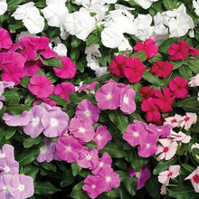 Load image into Gallery viewer, 100 Vinca Mixed Color Flower Seeds