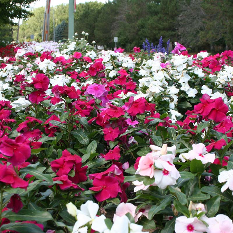 vinca flower seeds online 100 Vinca Mixed Color Flower Seeds