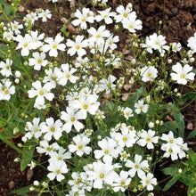 Load image into Gallery viewer, 500 Mixed Color Annual Babys Breath Flower Seeds
