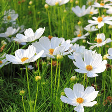Load image into Gallery viewer, 300 White Cosmos Flower Seeds