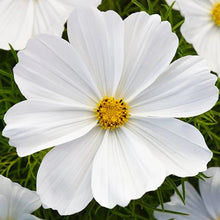 Load image into Gallery viewer, 50 Double Dutch White Cosmos Flower Seeds