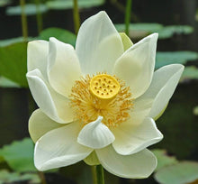 Load image into Gallery viewer, Bonsai White Water Lily Kit / White Lotus Flower Seeds