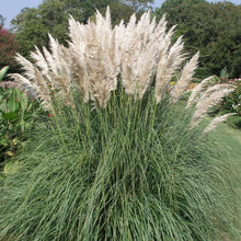Load image into Gallery viewer, 100 White Pampas Grass Shrub Seeds