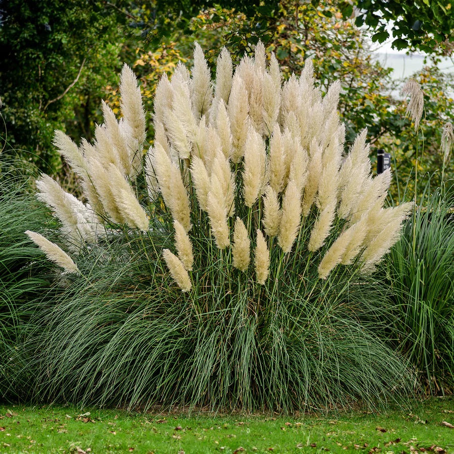 pampas flower seeds 100 White Pampas Grass Shrub Seeds – New Hill Farms