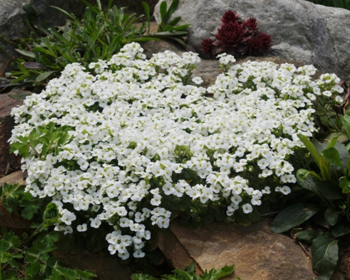 planting rock cress seeds 500 White Rockcress Flower Seeds