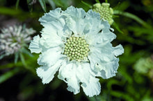 Load image into Gallery viewer, 25 House Mix Perennial Scabiosa Flower Seeds