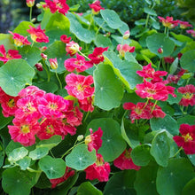 Load image into Gallery viewer, 25 Wild Cherry Nasturtium Flower Seeds