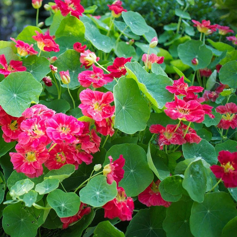 nasturtium cherry rose seeds 25 Wild Cherry Nasturtium Flower Seeds