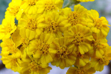 Load image into Gallery viewer, 50 Dwarf Wooly Yarrow Flower Seeds