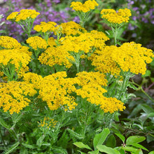 Load image into Gallery viewer, 50 Dwarf Wooly Yarrow Flower Seeds