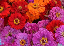 Load image into Gallery viewer, 100 "Majestic Mix" Zinnia Flower Seeds
