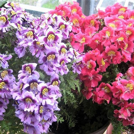 angel wings plant seeds 200 Butterfly Orchid Flower Seeds