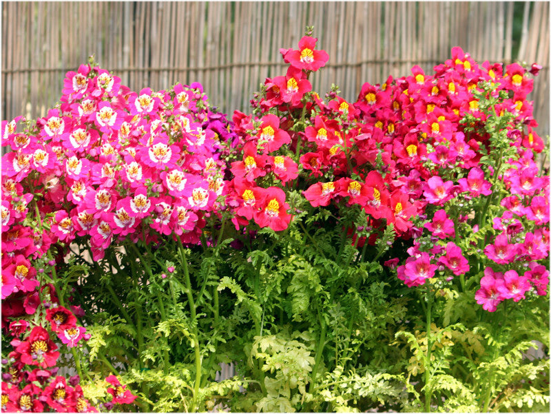 orchid flower seeds 200 Butterfly Orchid Flower Seeds