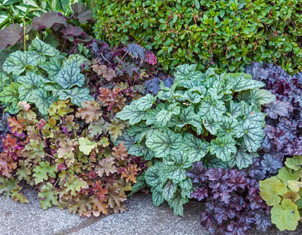 planting heuchera seeds 50 Coral Bells Hybrid Mixed Flower Seeds / Hybrid Mixed Heuchera Flower Seeds
