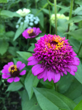 Load image into Gallery viewer, 50 Cresto Mix Scabiosa Crested Zinnia Flower Seeds