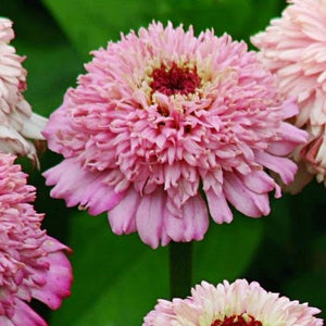 100 Mixed Color Crested Zinnia Flower Seeds