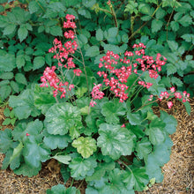 Load image into Gallery viewer, 50 Coral Bells "Firefly" Flower Seeds