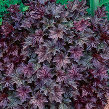 Load image into Gallery viewer, 50 Coral Bells "Palace Purple" Flower Seeds