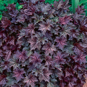 50 Coral Bells "Palace Purple" Flower Seeds