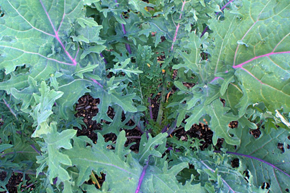 200 Organic Red Kale Vegetable Seeds New Hill Farms