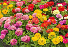 Load image into Gallery viewer, 100 Small Lilliput Mixed Color Zinnia Flower Seeds