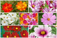 Load image into Gallery viewer, 300 "Complete Mix" Cosmos Flower Seeds