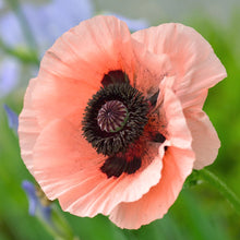 Load image into Gallery viewer, 50 "Deluxe Mix" Oriental Poppy Flower Seeds
