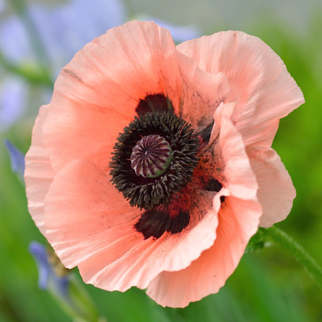 poppy flower seeds planting 50