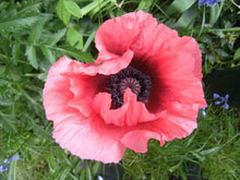 Load image into Gallery viewer, 50 "Deluxe Mix" Oriental Poppy Flower Seeds