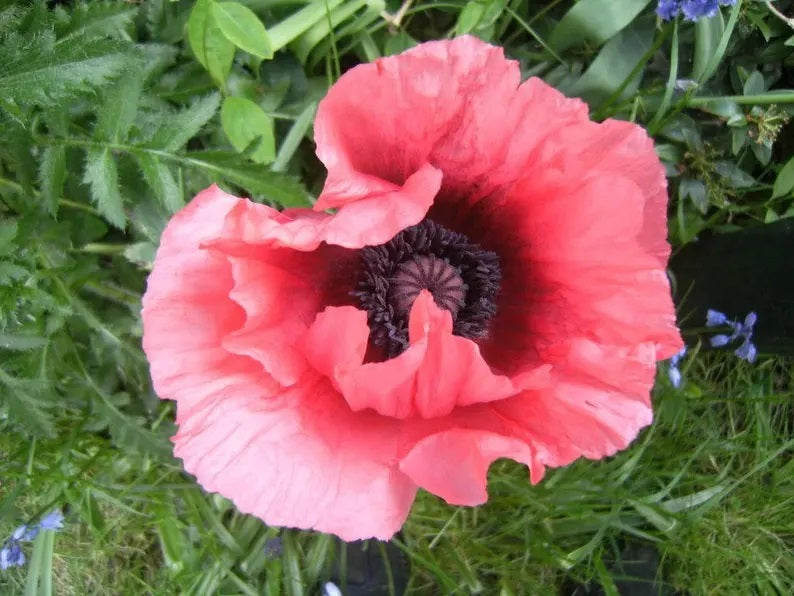 oriental poppy seeds for planting 100 Deluxe Mix Oriental Poppy Flower Seeds