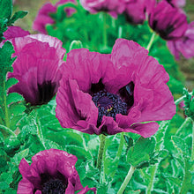Load image into Gallery viewer, 50 "Deluxe Mix" Oriental Poppy Flower Seeds