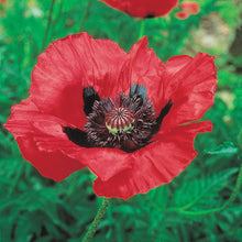 Load image into Gallery viewer, 50 "Deluxe Mix" Oriental Poppy Flower Seeds
