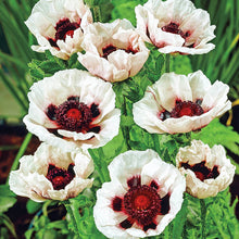 Load image into Gallery viewer, 50 "Deluxe Mix" Oriental Poppy Flower Seeds