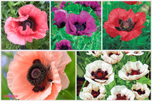 Load image into Gallery viewer, 50 "Deluxe Mix" Oriental Poppy Flower Seeds