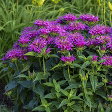 Load image into Gallery viewer, 50 Purple Bee Balm/Monarda Flower Seeds