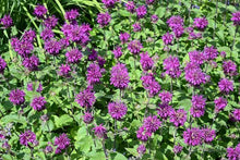 Load image into Gallery viewer, 50 Purple Bee Balm/Monarda Flower Seeds
