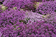 Load image into Gallery viewer, 1000 Alyssum "Royal Carpet" Flower Seeds