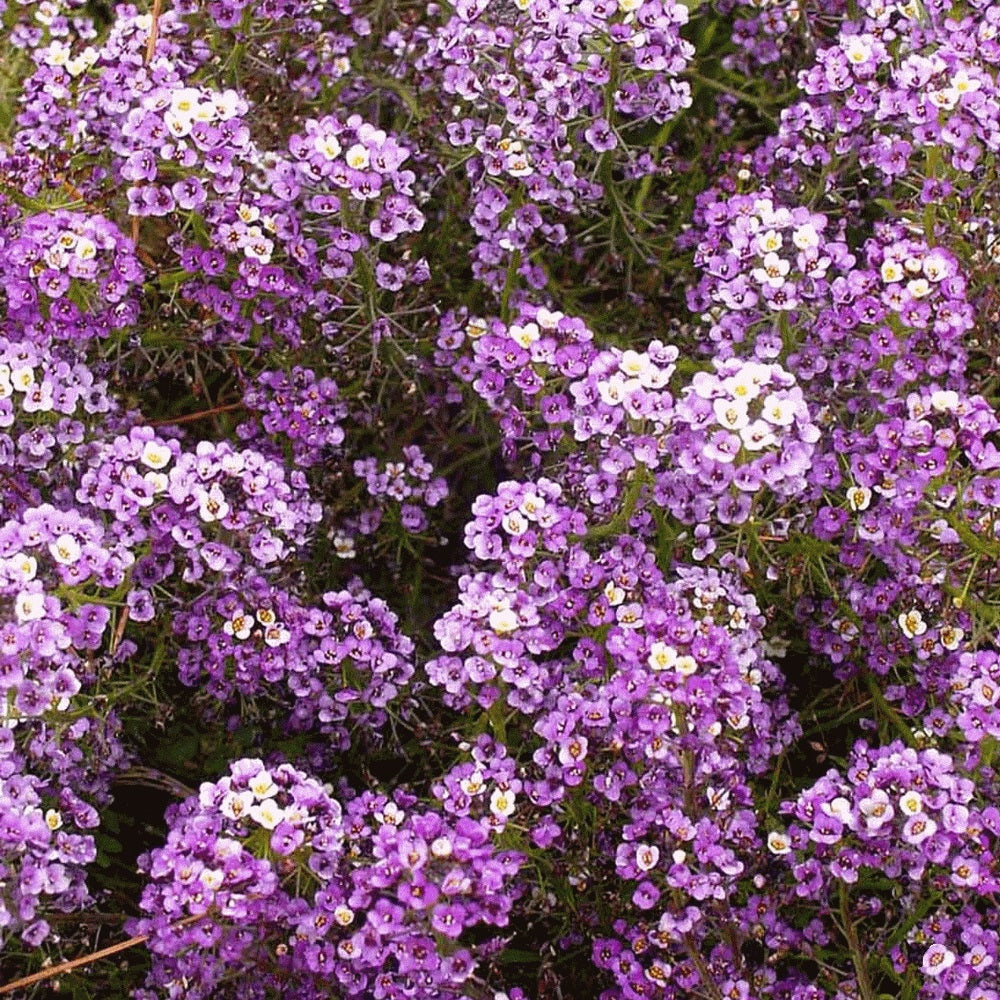 alyssum flower seeds 1000 Alyssum Royal Carpet Flower Seeds