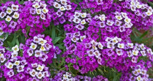 Load image into Gallery viewer, 1000 Alyssum "Royal Carpet" Flower Seeds