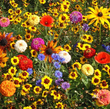 Load image into Gallery viewer, 2000+ Pet Friendly Flower Seed Mix