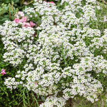 Load image into Gallery viewer, 500 Tall White Alyssum Flower Seeds
