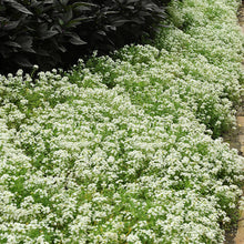 Load image into Gallery viewer, 500 Tall White Alyssum Flower Seeds