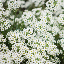 Load image into Gallery viewer, 500 Tall White Alyssum Flower Seeds
